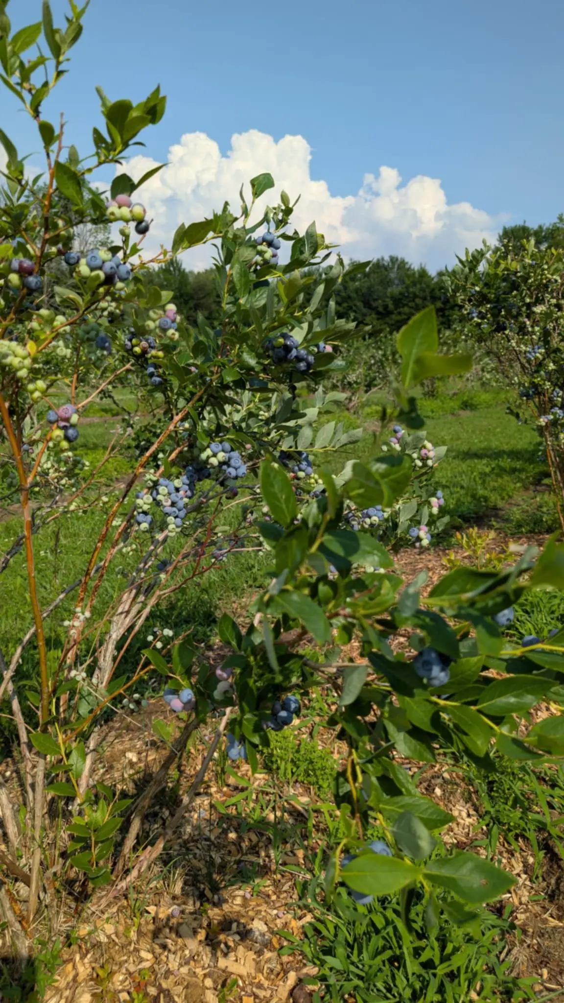 Bleuets frais cueillis à la main à la Ferme GeoBastien