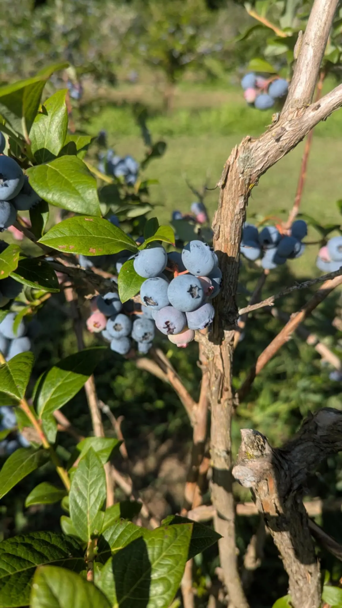 Bleuets frais cueillis à la main à la Ferme GeoBastien