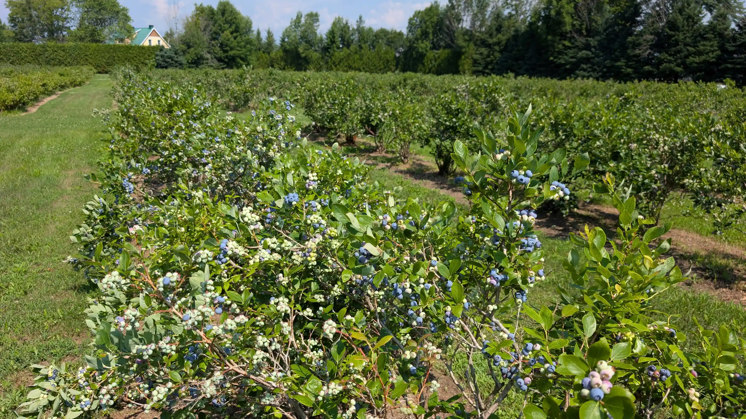 Bleuets frais sur la plante